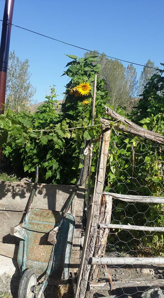 Gölova Soğuksu Köyü Resimleri 8