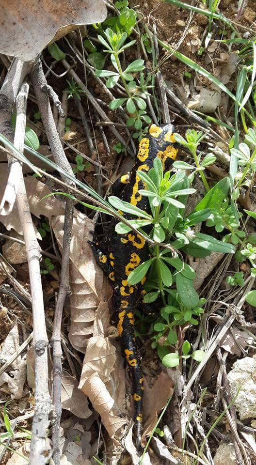 Ergani Çayköy Köyü Resimleri 3