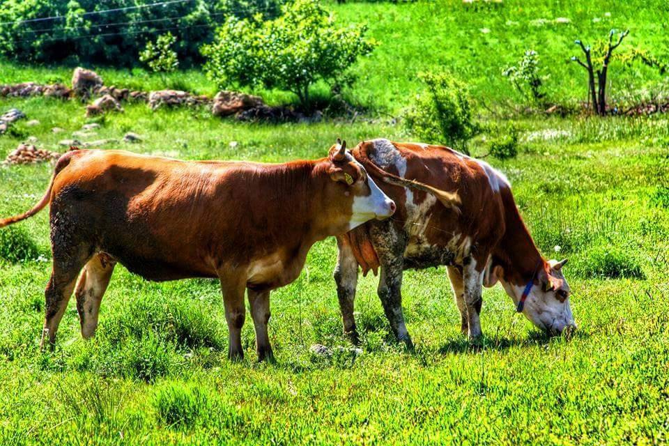 Ergani Çayköy Köyü Resimleri 6