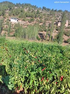 Türkoğlu Doluca Köyü Resimleri 6