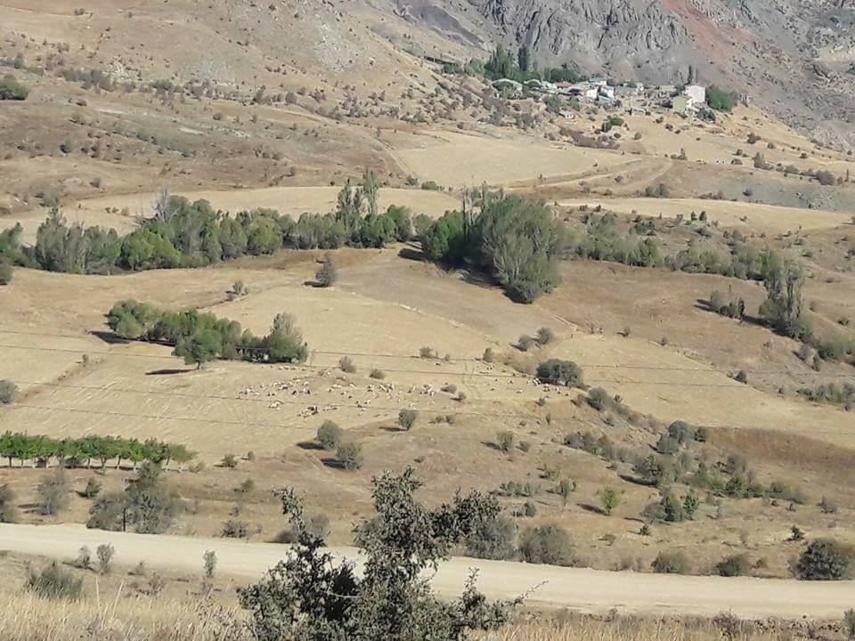 Gölova Yaylaçayı Köyü Resimleri 12