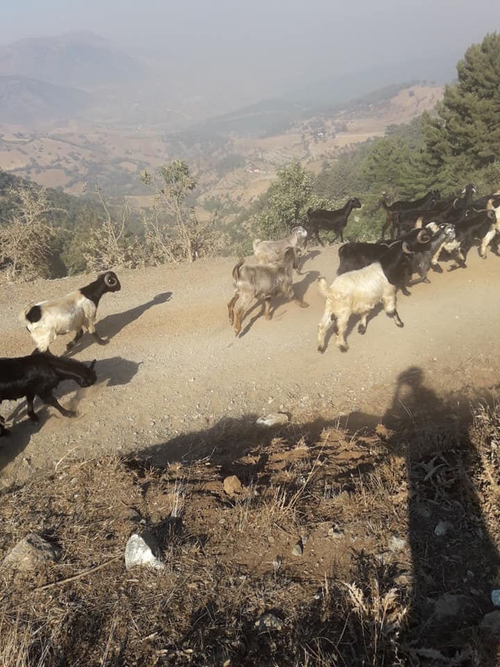 Türkoğlu İmalı Köyü Resimleri 6