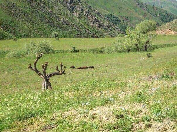 Refahiye Söğütlü Köyü Resimleri 7