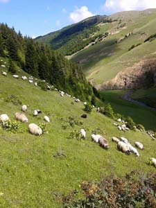 Adana Saimbeyli Eyüplü Köyü Resimleri 14