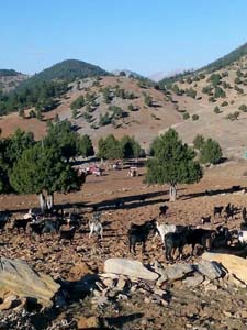 Adana Saimbeyli Eyüplü Köyü Resimleri 9