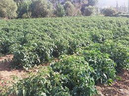 Türkoğlu Kaledibi Köyü Resimleri 1