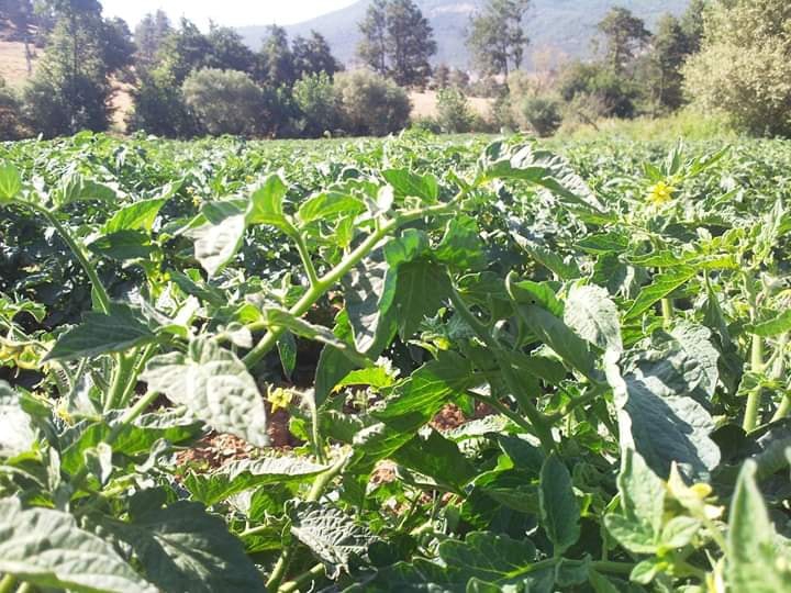 Türkoğlu Kaledibi Köyü Resimleri 10