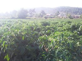 Türkoğlu Kaledibi Köyü Resimleri 4