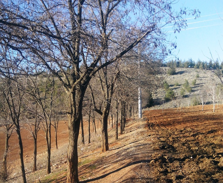 Türkoğlu Kılılı Köyü Resimleri 10