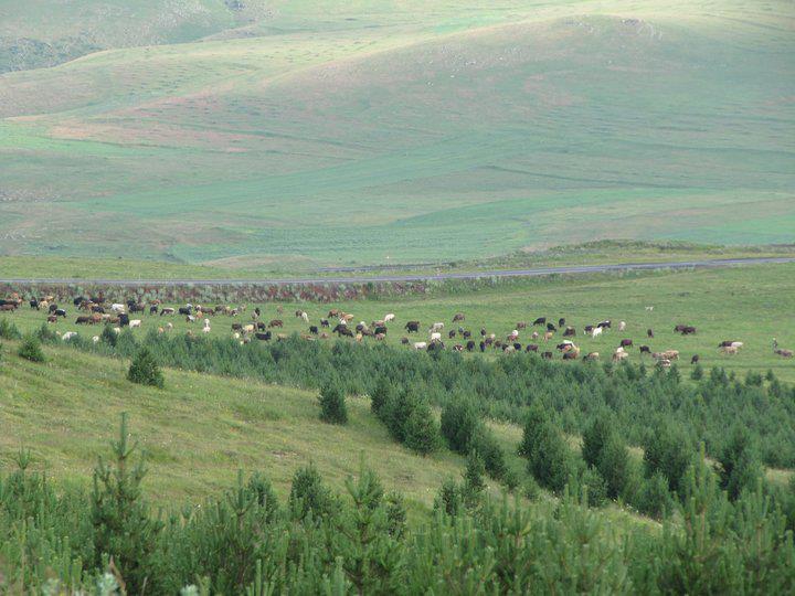 Türkoğlu Kumçatı Köyü Resimleri 2