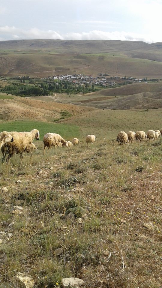 Gürün Ayvalı Köyü Resimleri 38