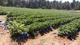 Türkoğlu Muratçakıroğlu  Köyü Resimleri 10