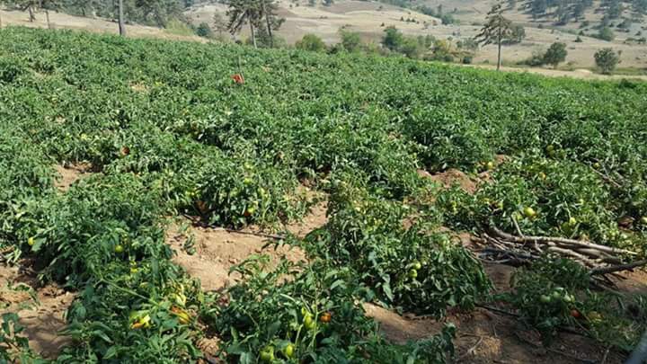 Türkoğlu Muratçakıroğlu  Köyü Resimleri 3