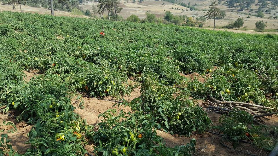 Türkoğlu Muratçakıroğlu  Köyü Resimleri 9