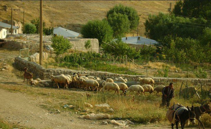 Gürün Ağaçlı Köyü Resimleri 5