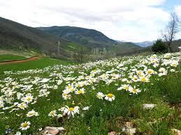 Türkoğlu Tahtalıdedeler Köyü Resimleri 9