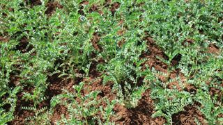 Ergani Güzelyurt Köyü Resimleri 1