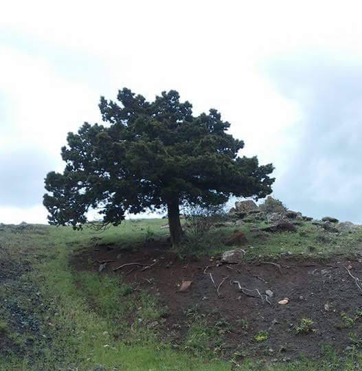 Tercan Beykonak Köyü Resimleri 2
