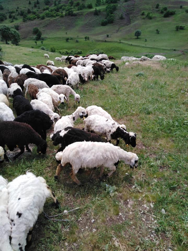 Tercan Beykonak Köyü Resimleri 3