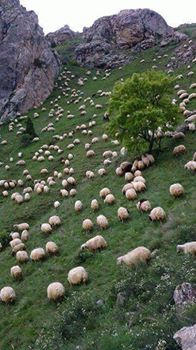 Ergani Karşibağlar Köyü Resimleri 5