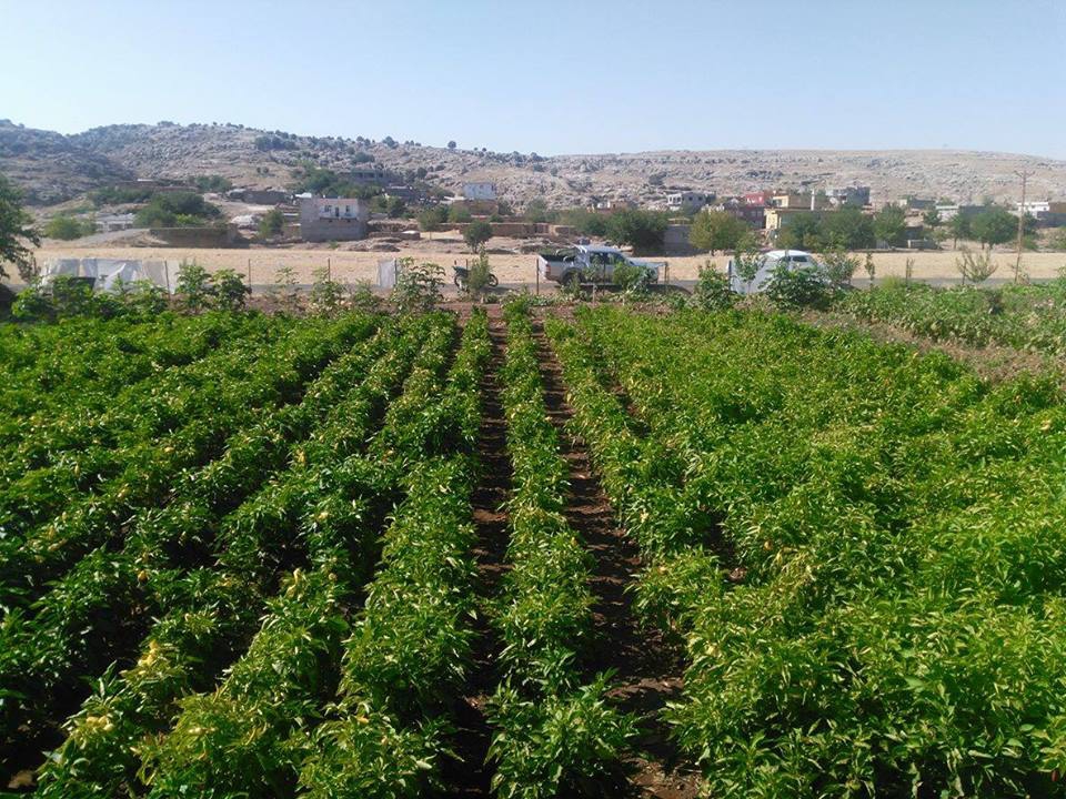 Ergani Karşibağlar Köyü Resimleri 9