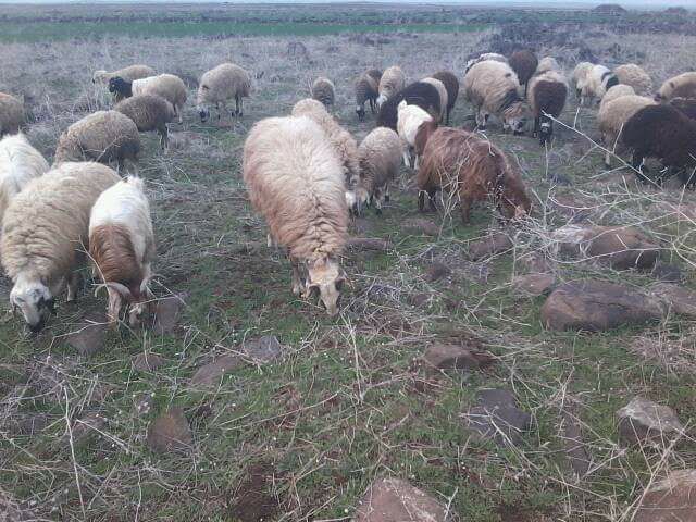 Ergani Kesentaş Köyü Resimleri 3