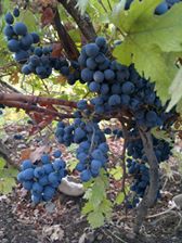 Ergani Özbilek Köyü Resimleri 1