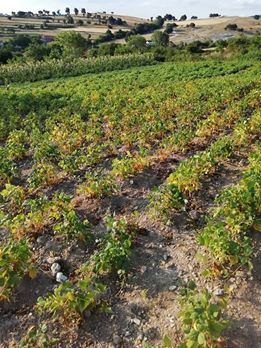 Kofçaz Elmacık  Köyü Resimleri 5