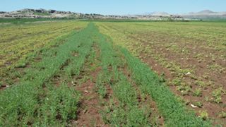 Ergani Sesverenpınar Köyü Resimleri 2