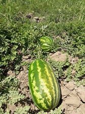 Ergani Yeniköy Köyü Resimleri 1