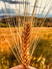 Ergani Yolbulan Köyü Resimleri 10