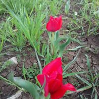 Ergani Yolbulan Köyü Resimleri 14