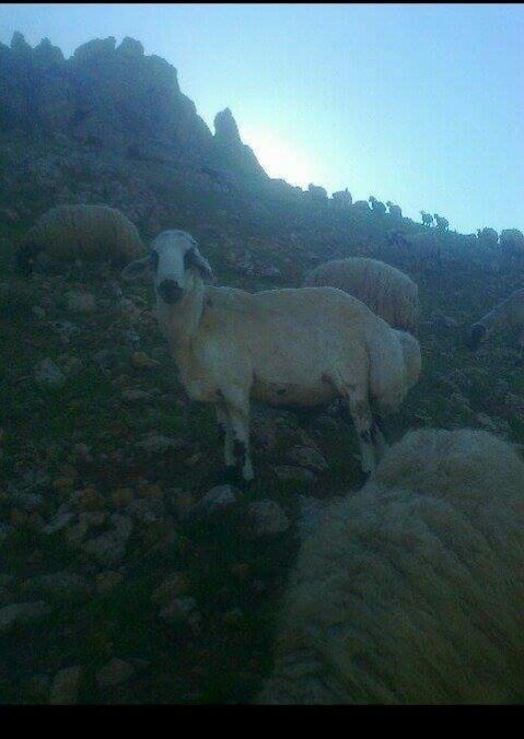 Ergani Ziyaret Köyü Resimleri 1