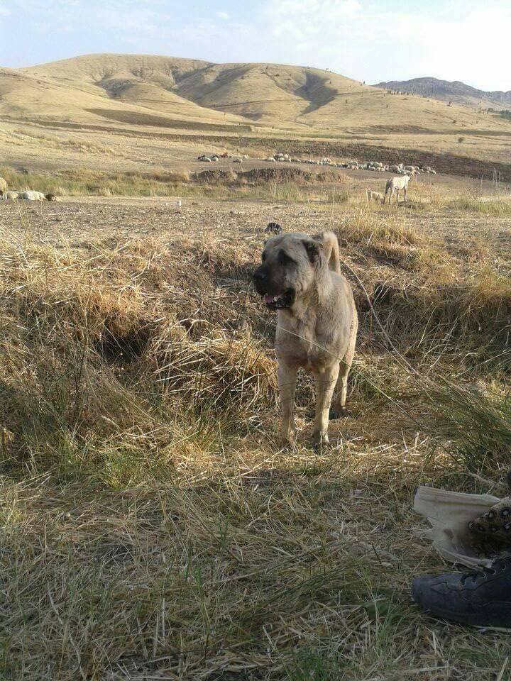 Ergani Ziyaret Köyü Resimleri 2