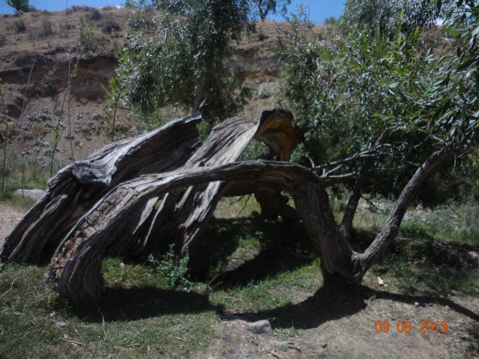 Tercan Gafurefendi Köyü Resimleri 5