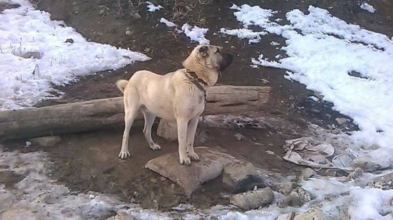 Gürün Çevirme Köyü Resimleri 1