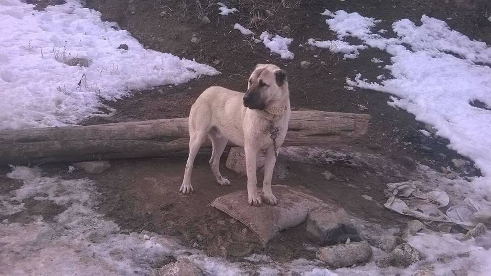 Gürün Çevirme Köyü Resimleri 2