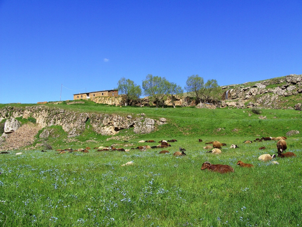 Tercan Konarlı Köyü Resimleri 12