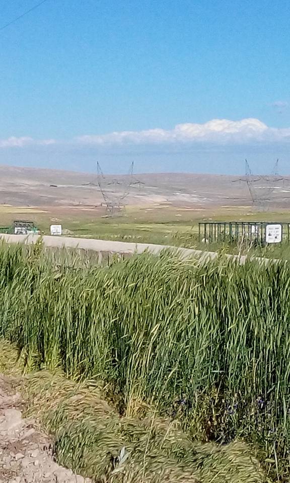 Gürün Çiçekyurt Köyü Resimleri 6