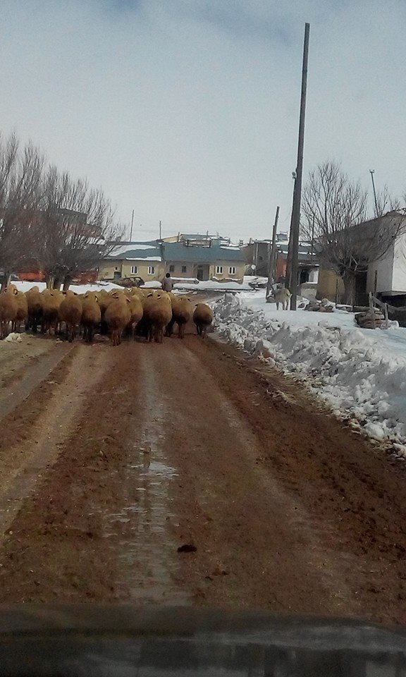 Gürün Çiçekyurt Köyü Resimleri 8