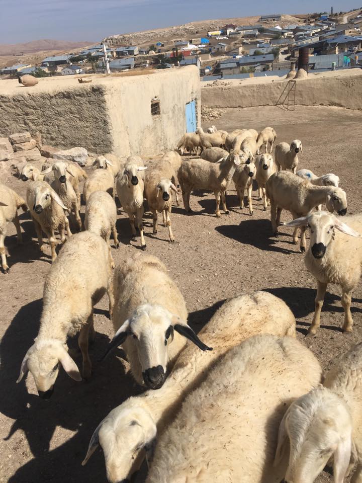 Gürün Davulhüyük Köyü Resimleri 7