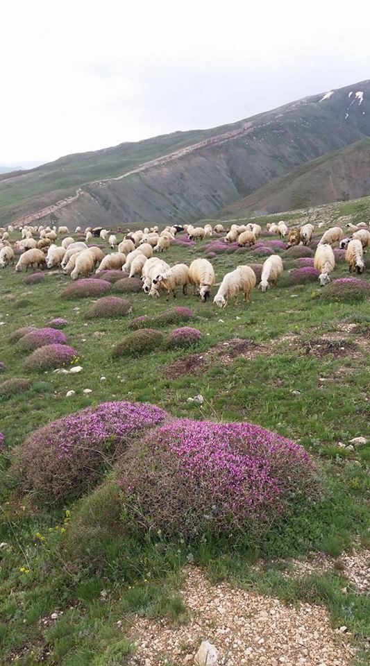 Tercan Oğulveren Köyü Resimleri 15