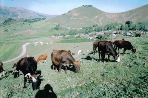 Tercan Oğulveren Köyü Resimleri 2