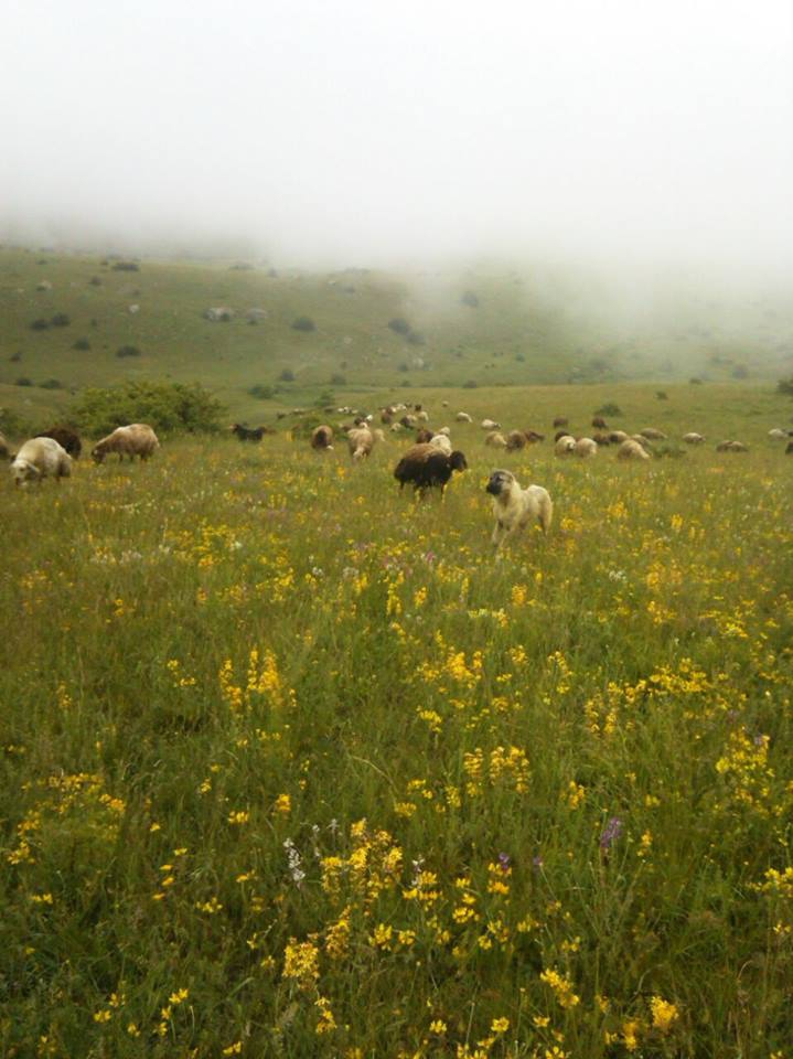Tercan Sarıkaya Köyü Resimleri 1