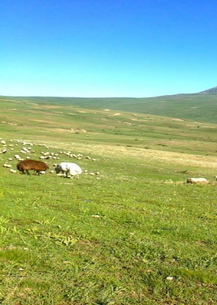 Tercan Sarıkaya Köyü Resimleri 3
