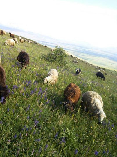 Tercan Sarıkaya Köyü Resimleri 4