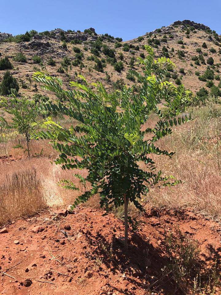 Türkoğlu Uzunsöğüt Köyü Resimleri 1