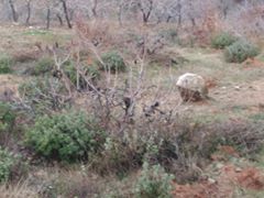 Türkoğlu Uzunsöğüt Köyü Resimleri 2