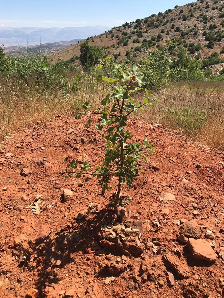 Türkoğlu Uzunsöğüt Köyü Resimleri 6