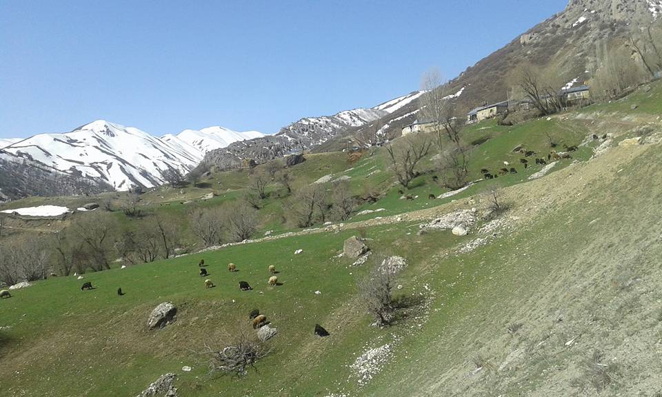 Tercan Yaylım Köyü Resimleri 1